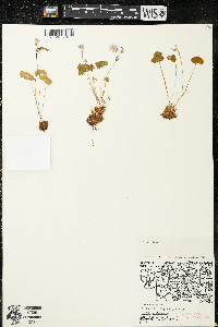 Oxalis violacea image