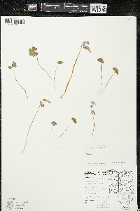 Oxalis violacea image