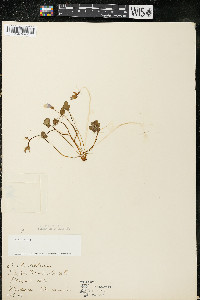 Oxalis violacea image