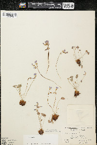 Oxalis violacea image