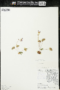 Oxalis violacea image