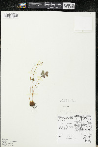 Oxalis violacea image