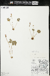 Oxalis violacea image