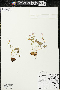 Oxalis violacea image