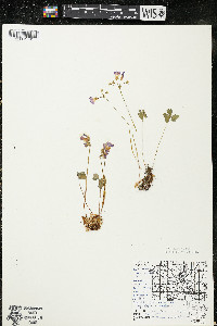 Oxalis violacea image