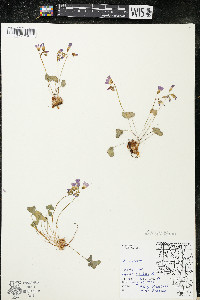 Oxalis violacea image