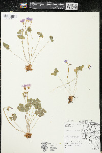 Oxalis violacea image