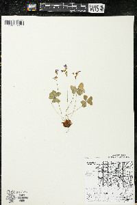 Oxalis violacea image