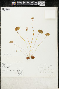 Oxalis violacea image