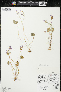 Oxalis violacea image