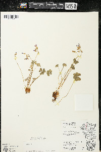 Oxalis violacea image