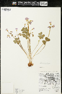 Oxalis violacea image