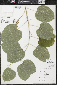 Smilax ecirrhata image