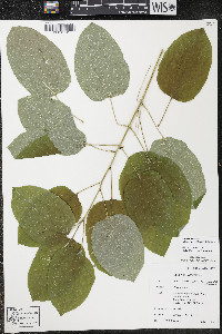 Smilax ecirrhata image