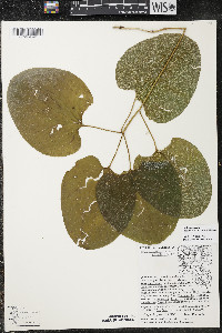 Smilax ecirrhata image