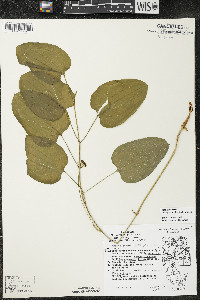 Smilax ecirrhata image