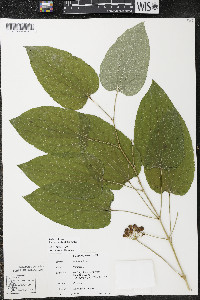 Smilax ecirrhata image