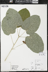 Smilax ecirrhata image