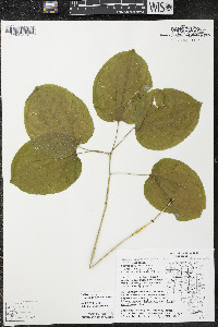 Smilax ecirrhata image