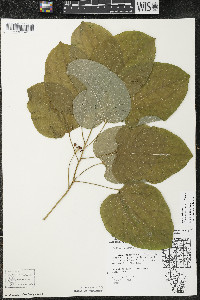 Smilax ecirrhata image