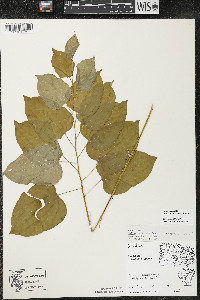 Smilax ecirrhata image