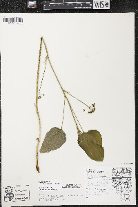 Smilax ecirrhata image