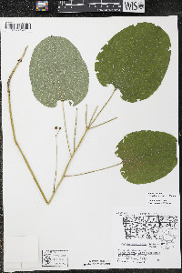 Smilax ecirrhata image