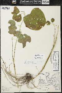 Smilax ecirrhata image