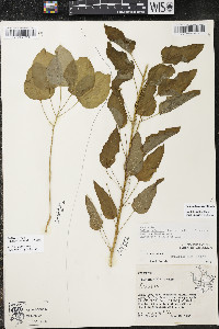 Smilax ecirrhata image