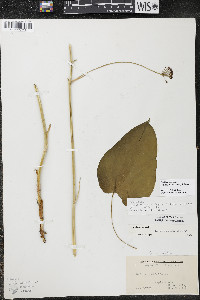 Smilax ecirrhata image