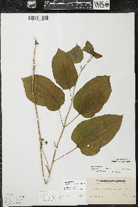 Smilax ecirrhata image