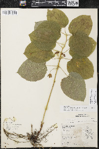 Smilax ecirrhata image