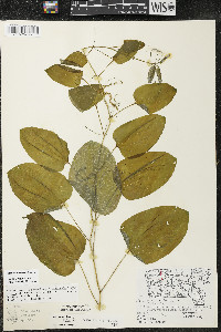 Smilax illinoensis image