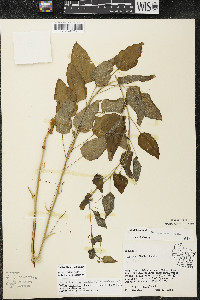 Smilax illinoensis image