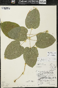 Smilax ecirrhata image