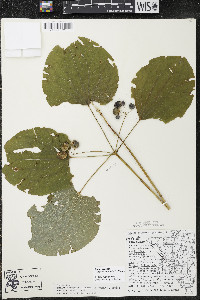 Smilax ecirrhata image