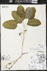 Smilax ecirrhata image