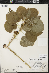 Smilax ecirrhata image