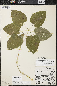 Smilax ecirrhata image