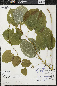 Smilax ecirrhata image