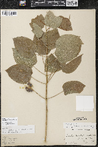 Smilax ecirrhata image