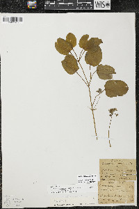 Smilax illinoensis image