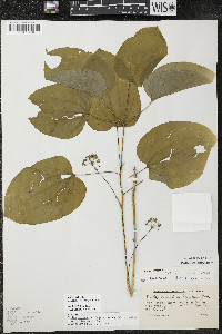 Smilax ecirrhata image