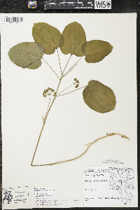 Smilax ecirrhata image