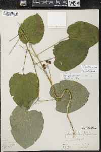 Smilax ecirrhata image