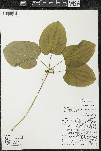 Smilax ecirrhata image