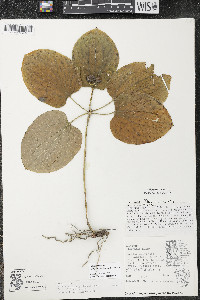 Smilax ecirrhata image