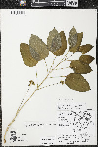 Smilax ecirrhata image