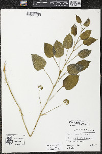 Smilax ecirrhata image