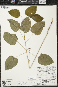 Smilax illinoensis image